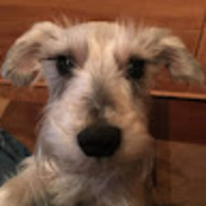 Meet your Posher, Tom